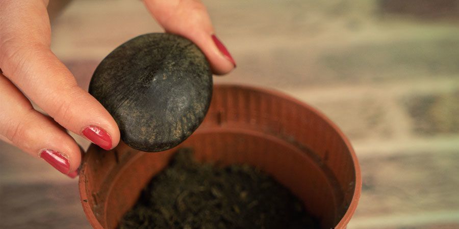 Odla African Dream Herb ODLA AFRICAN DREAM HERB
