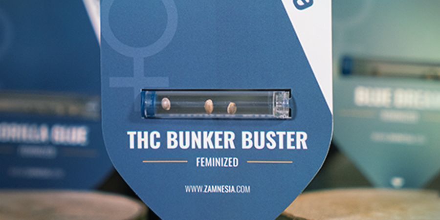 Nya kampanjer på cannabisfrön varje månad Nya kampanjer på cannabisfrön varje månad Zamnesia