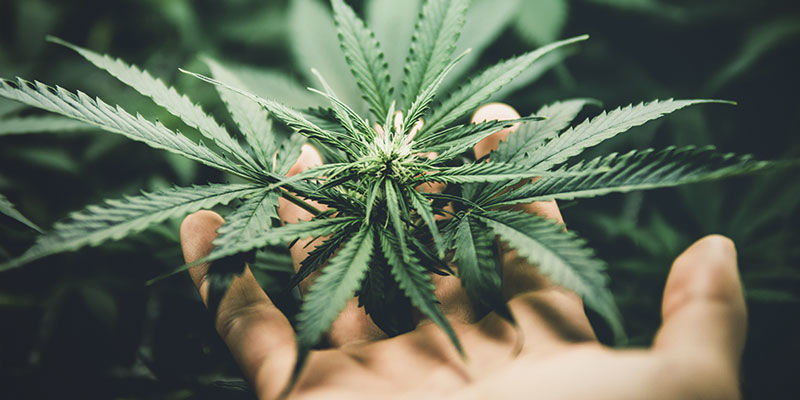 Så odlar du hampa hemma How To Grow Hemp At Home