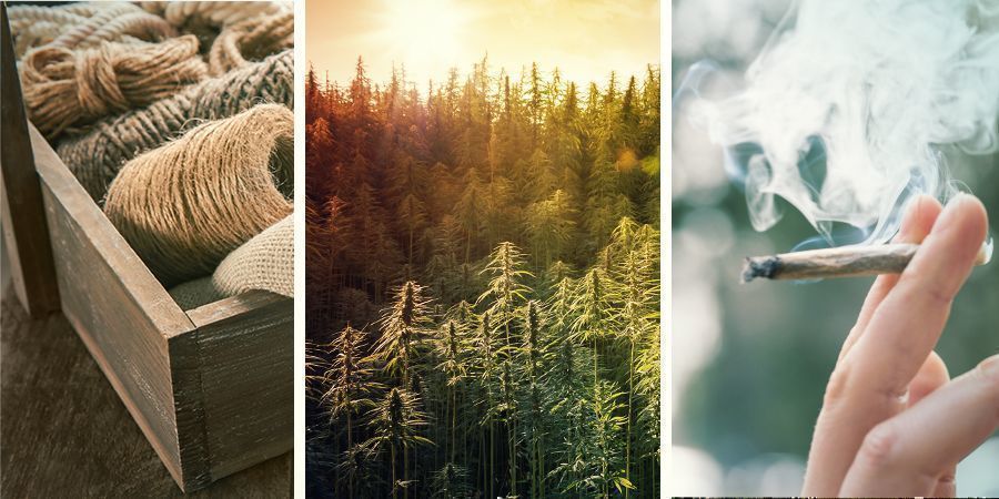 Skillnaden mellan hampa, marijuana och cannabis Skillnaden mellan hampa, marijuana och cannabis