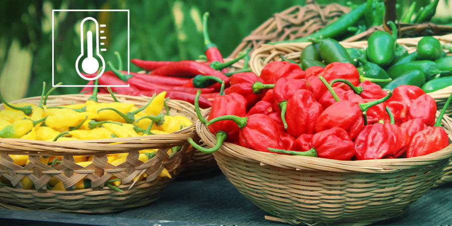 Scoville-skalan förklarad The Scoville Scale Explained