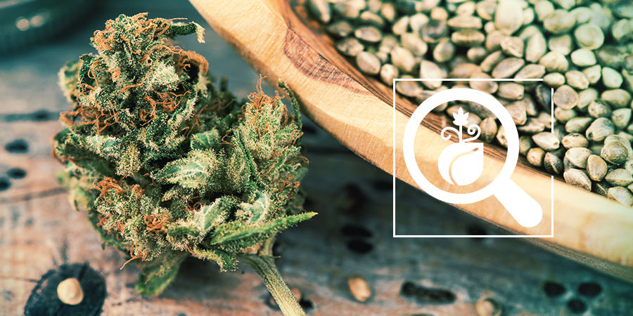 Cannabis Seedfinder: Välj de bästa cannabisfröna Cannabis Seedfinder: Välj de bästa cannabisfröna