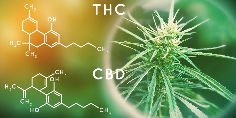 Cannabinoidinnehåll Cannabis Seedfinder: Cannabinoid Content