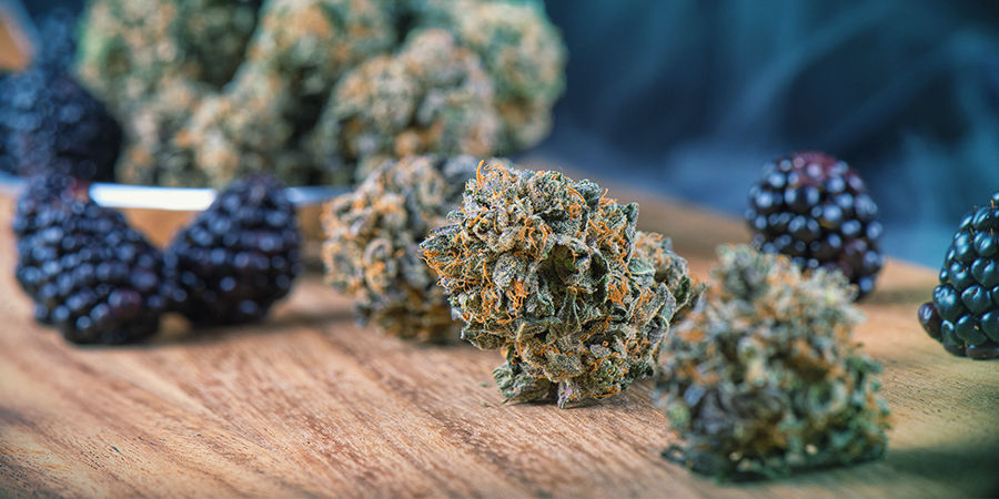 Cannabissmaker Cannabis Seedfinder: Cannabissmaker
