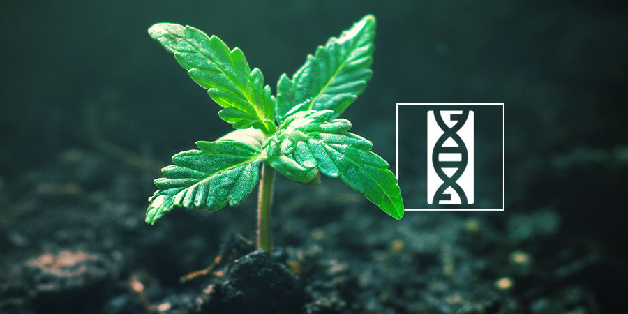 Cannabisfrönens genetik Cannabis Seedfinder: Cannabis Seed Genetics