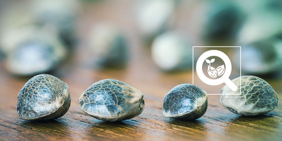 Cannabissortiment Cannabis Seedfinder: Cannabis Seed Variety