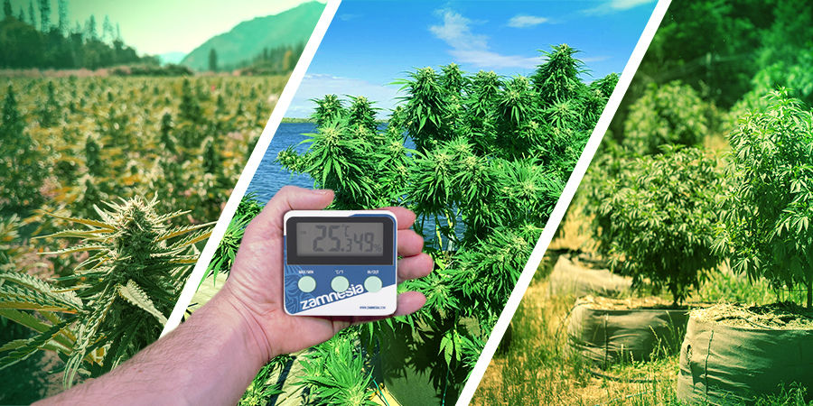 Klimat Cannabis Seedfinder: Climate