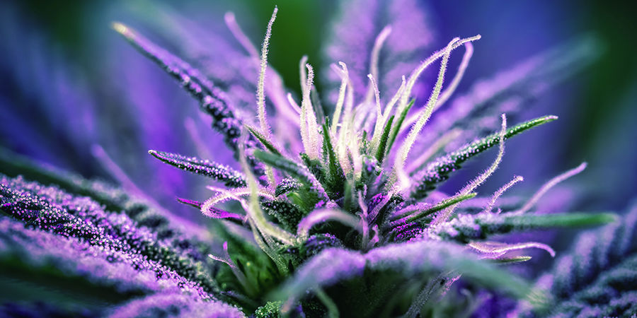 Blomningstid Cannabis Seedfinder: Flowering Time