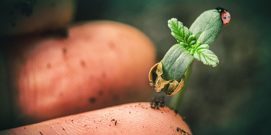 Odlingserfarenhet Cannabis Seedfinder: Growing Experience