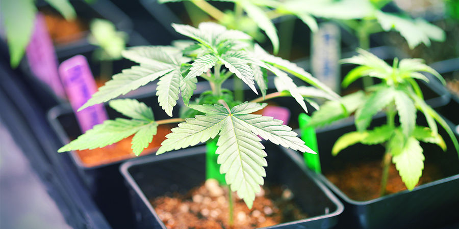 Odlingsutrymme Cannabis Seedfinder: Growing Space