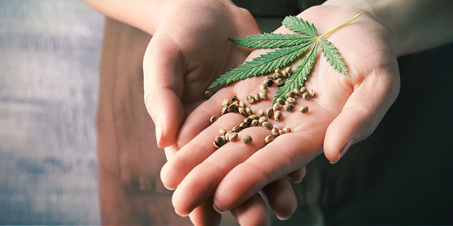 Så hittar du de bästa cannabisfröna Så hittar du de bästa cannabisfröna