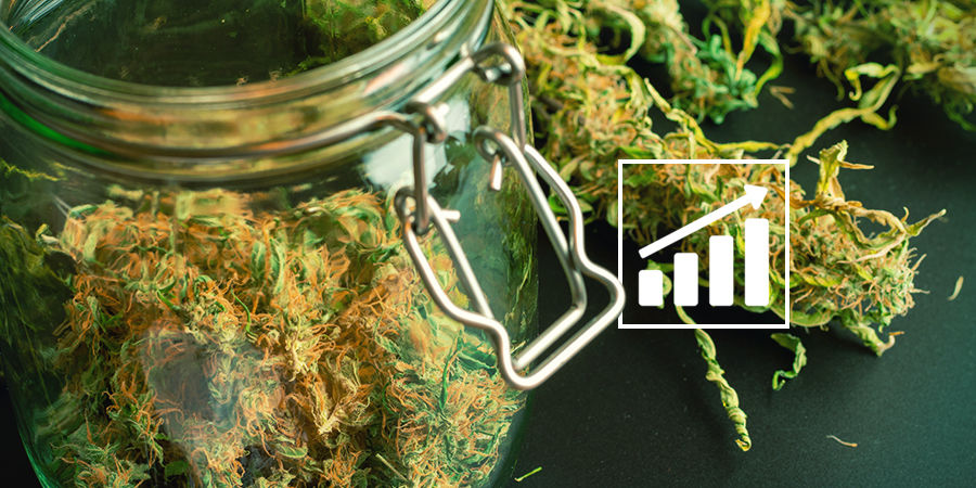 En notis om cannabisskörd Cannabis Seedfinder: A Note On Cannabis Yields