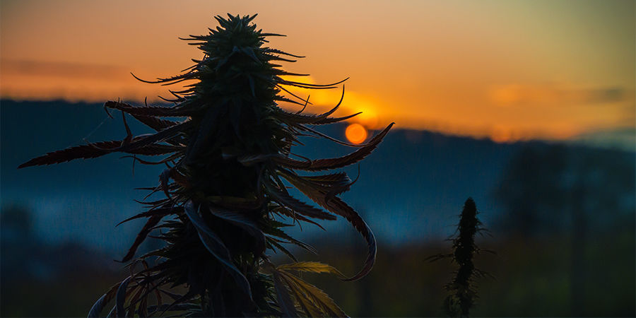 Plantstorlek Cannabis Seedfinder: Plant Size