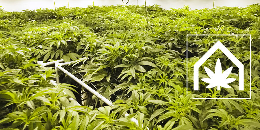 Hur du skapar och underhåller det ultimata odlingsutrymmet för cannabis How To Create And Maintain The Ultimate Cannabis Grow Space