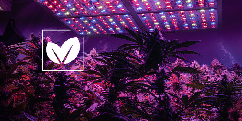 Hur du gör din cannabisodling så miljövänlig som möjligt How To Make Your Cannabis Grow space As Green as Possible
