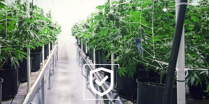 Håll din cannabisodling så säker som möjligt Håll din cannabisodling så säker som möjligt