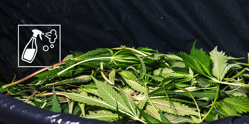 Se till att ditt odlingsutrymme för cannabis är så rent som möjligt Make Sure Your Cannabis Grow Space Is Clean