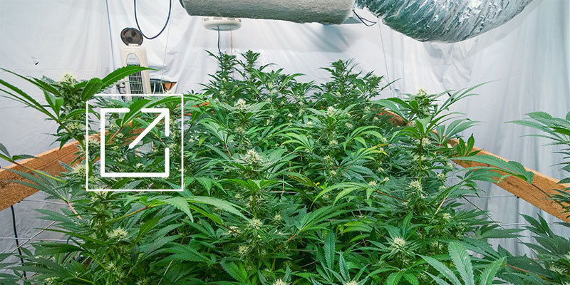 Maximera ditt odlingsutrymme för cannabis Maximera ditt odlingsutrymme för cannabis