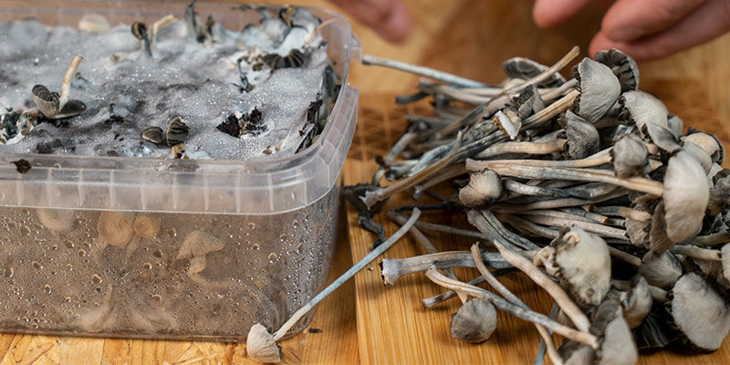 Styrkan hos Copelandia Hawaiian magic mushrooms Styrkan hos Copelandia Hawaiian magic mushrooms