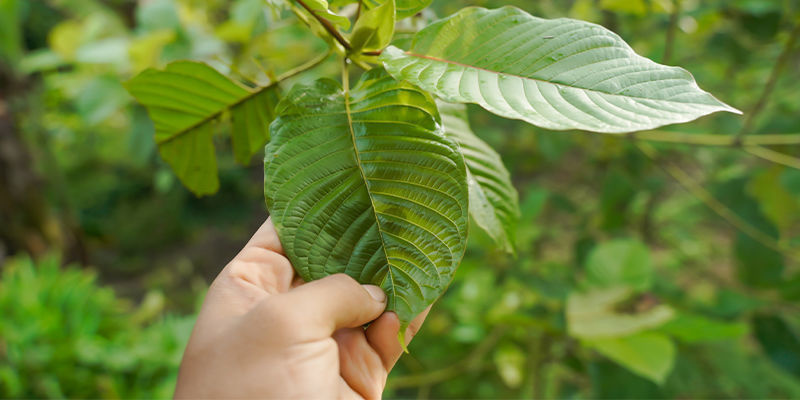 Vad är kratom? What is kratom?