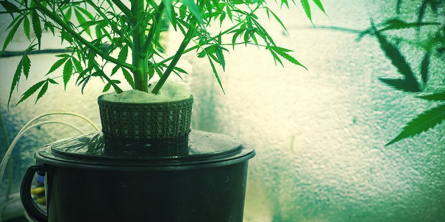 Vad är hydroponisk cannabisodling? Vad är hydroponisk cannabisodling?