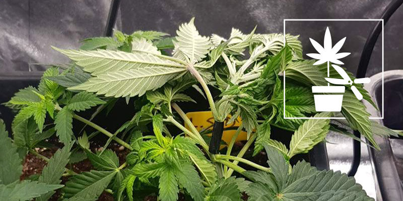 Den kompletta nybörjarguiden till olika tekniker för plantträning av cannabis The Complete Beginners Guide To Different Cannabis Plant Training Techniques
