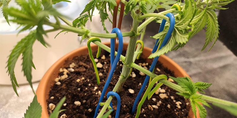 Redo att testa plantträning? Redo att testa plantträning?