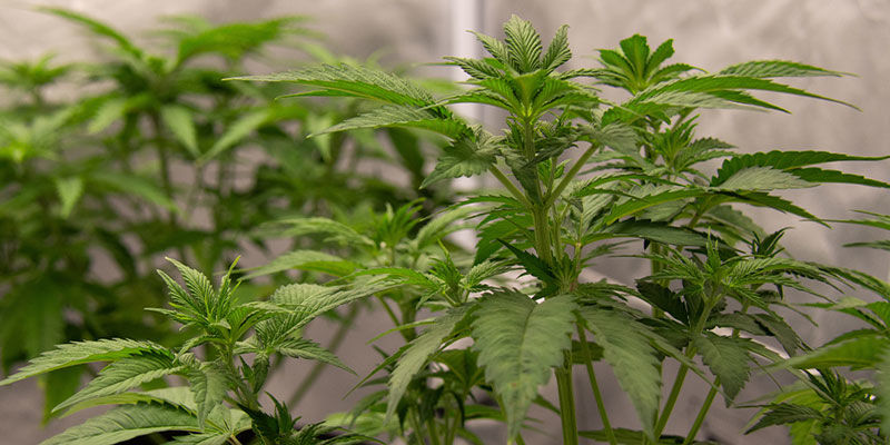 Varför man tränar sina cannabisplantor Why people train their cannabis plants