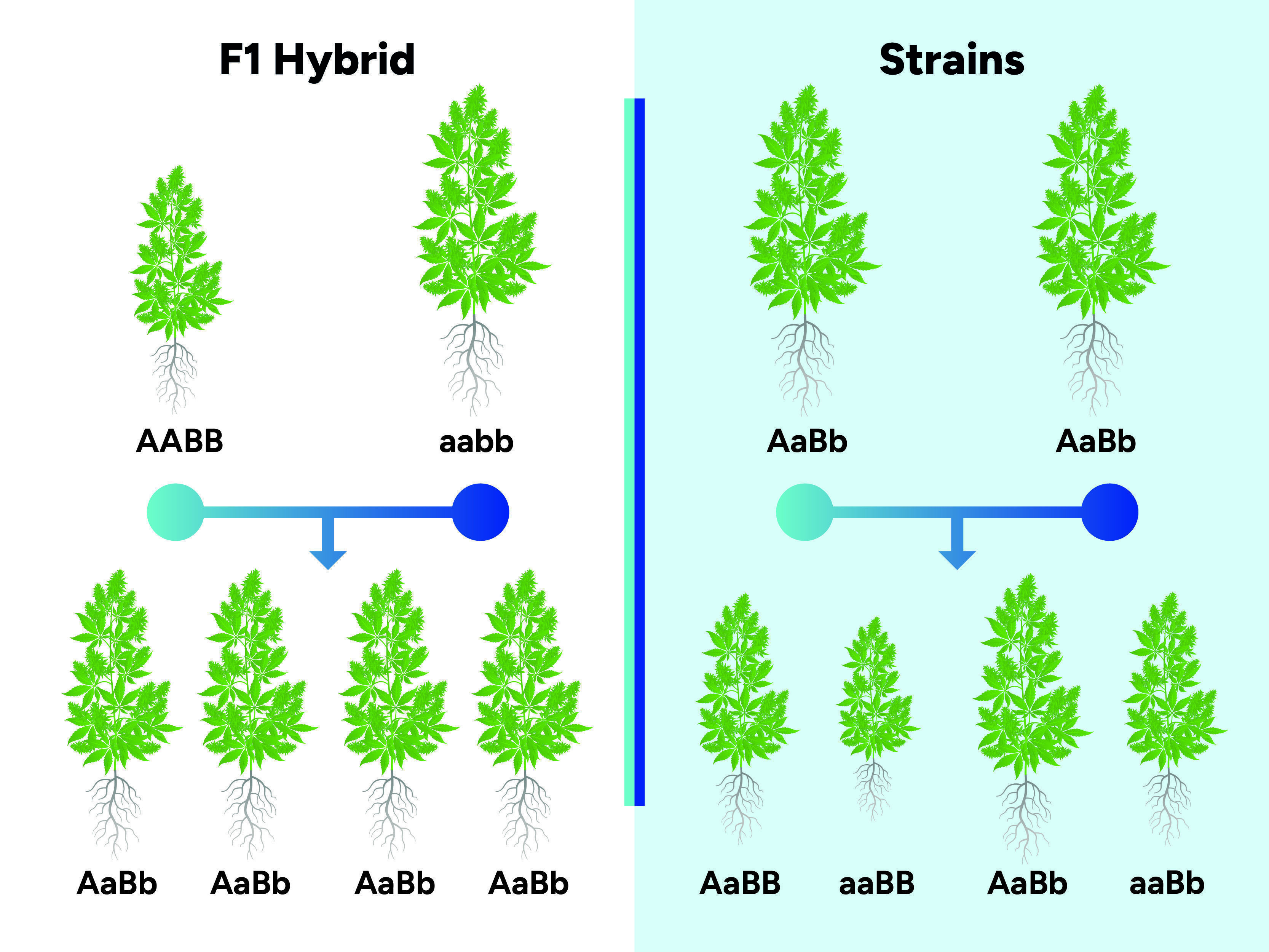 Vad är F1-cannabishybrider? Vad är F1-cannabishybrider?