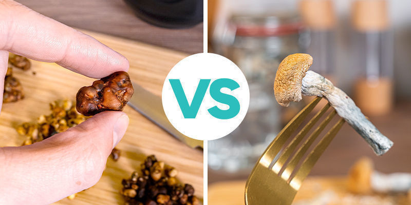 Konsumera magiska tryfflar vs magiska svampar Consuming Magic Truffles VS Magic Mushrooms