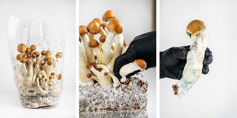 Hur du förbereder Zamnesia Ready-2-Grow Bag How to prepare the Zamnesia Ready-2-Grow Bag