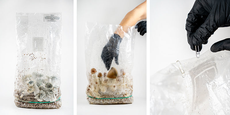 Skörda din Zamnesia Ready-2-Grow Bag Skörda din Zamnesia Ready-2-Grow Bag