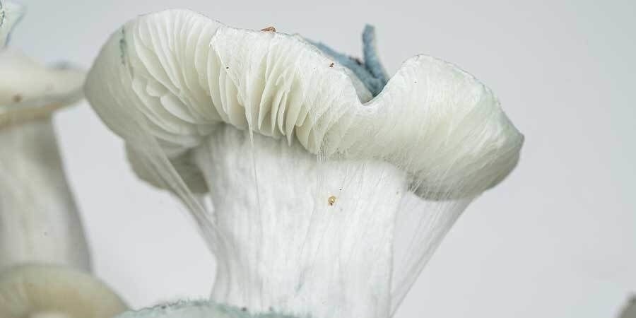 Header Zamnesia odlingspåse Header Zamnesia Grow Bag