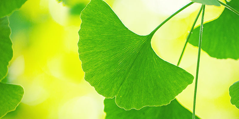 Få ut mer av ginkgo biloba Få ut mer av ginkgo biloba