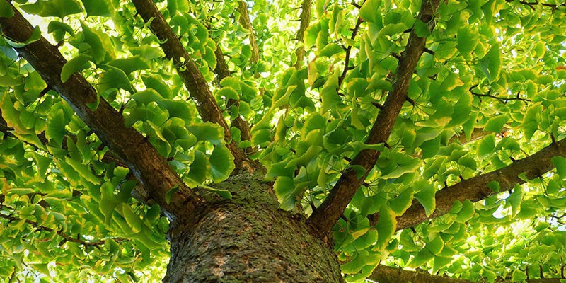 Varför Ginkgo biloba kallas ett ”levande fossil” Why Ginkgo biloba is called a “living fossil”