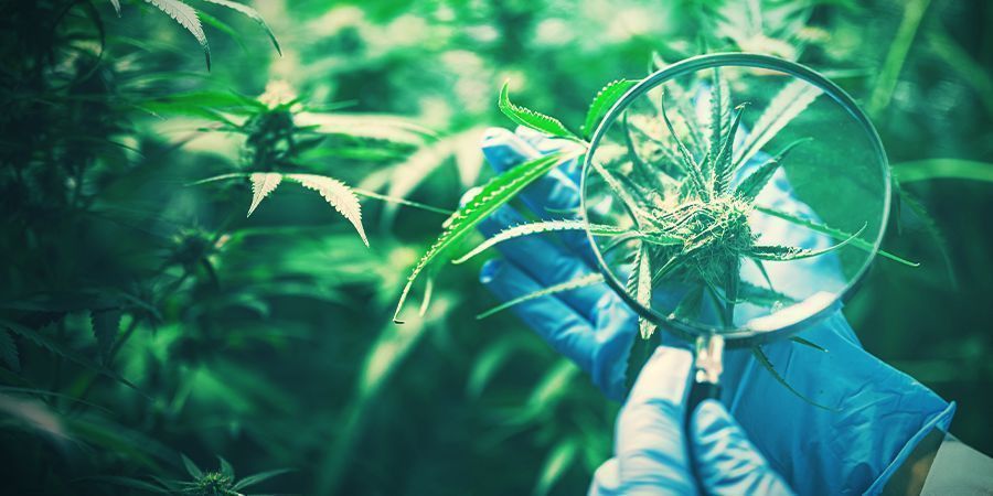 Bevarande av eftertraktad cannabisgenetik Bevarande av eftertraktad cannabisgenetik