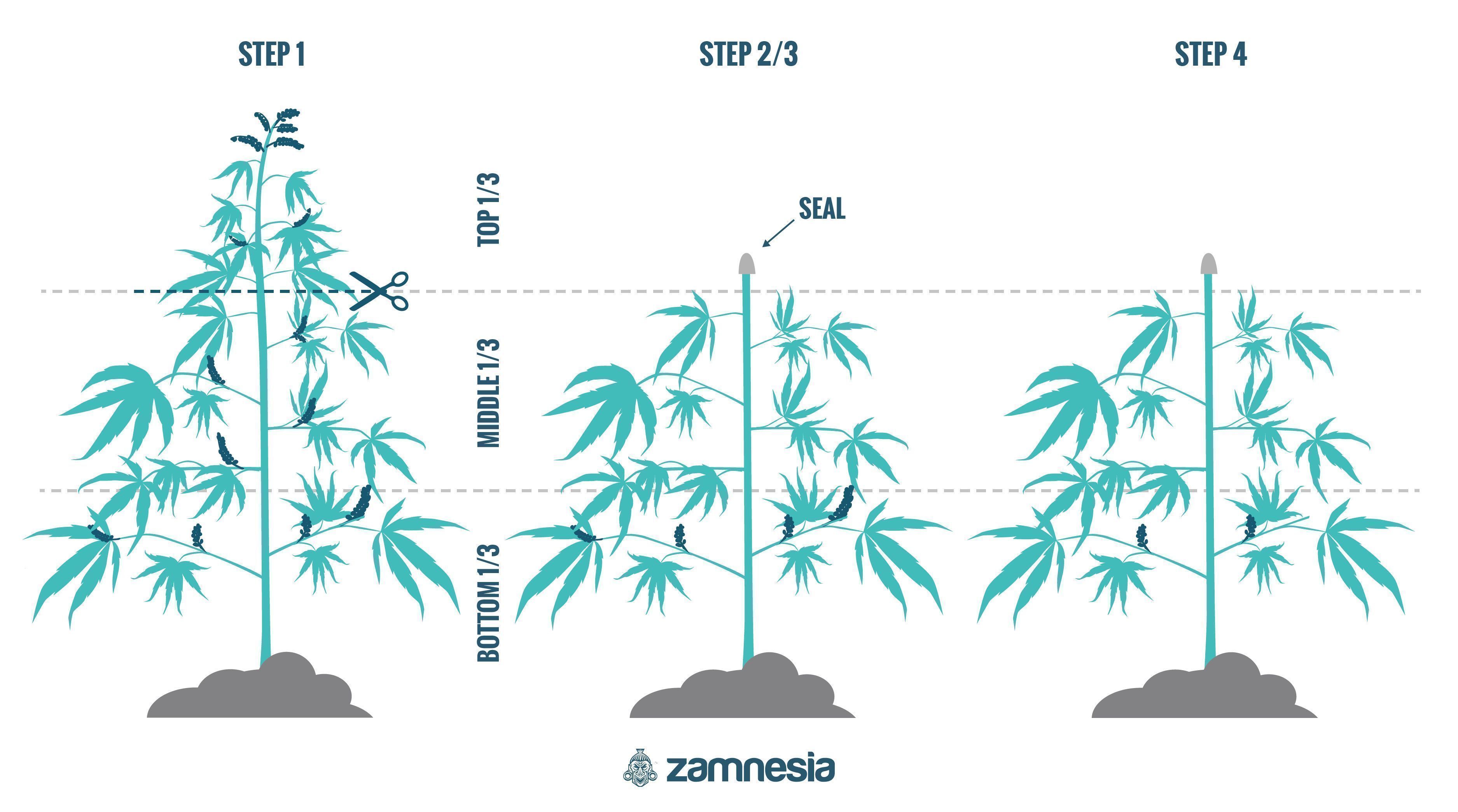Så regenererar du cannabisplantor Så regenererar du cannabisplantor