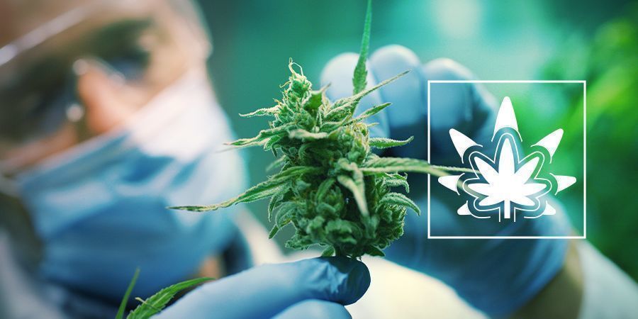 Regenerating Cannabis Plants Regenerating Cannabis Plants