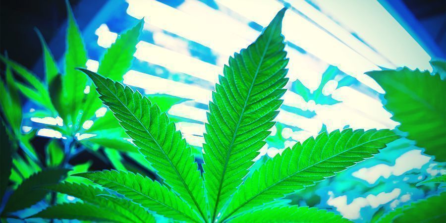 Hur fungerar cannabisregenerering? Hur fungerar cannabisregenerering?
