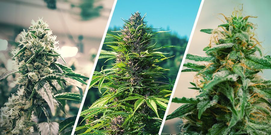 Inomhus vs utomhus vs Autoflower Regenerera cannabis: Inomhus vs utomhus vs Autoflower