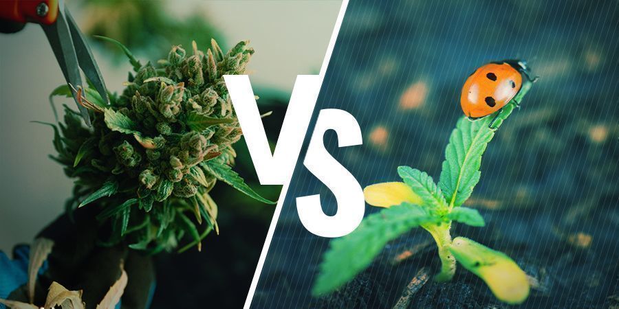 För- och nackdelar med att regenerera cannabis För- och nackdelar med att regenerera cannabis