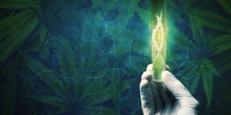 Skäl att återvegetera dina cannabisplantor Skäl att återvegetera dina cannabisplantor