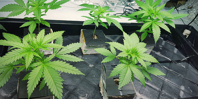 Skala upp odlingen med ett eller två NFT-system SCALE UP THE GROW OP WITH AN NFT SYSTEM OR TWO