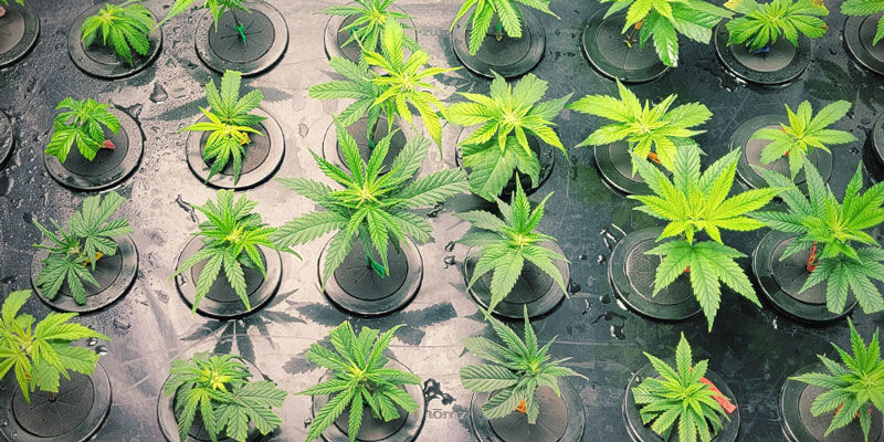 Aeroponics för nästa generations odlare AEROPONICS FOR NEXT-GEN GROWERS