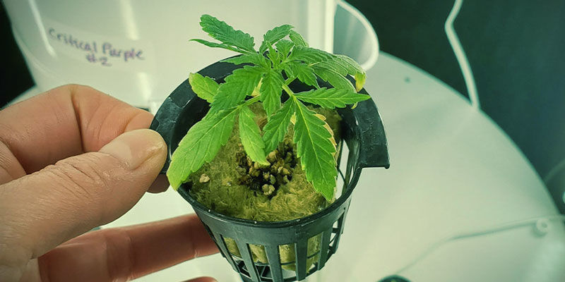 Hydroponiska näringsämnen och pH HYDROPONIC NUTRIENTS AND PH