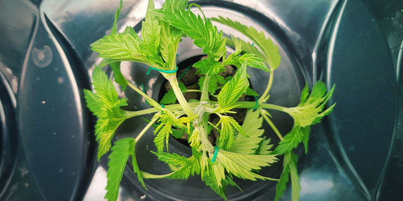 För- och nackdelar med avancerad hydroponisk cannabisodling FÖR- OCH NACKDELAR MED AVANCERAD HYDROPONISK CANNABISODLING