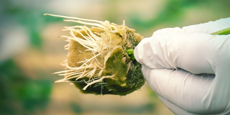 Varför klona en cannabisplanta? WHY CLONE A CANNABIS PLANT?