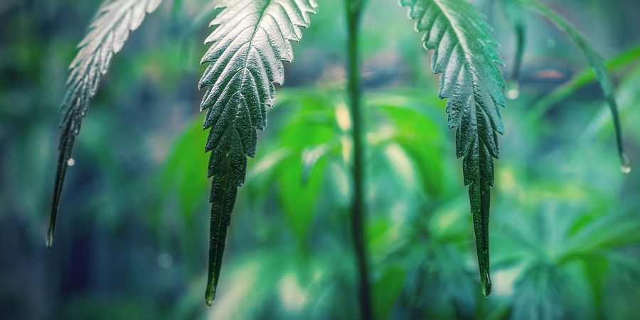 Så tar du hand om dina cannabissticklingar HOW TO TAKE CARE OF YOUR CANNABIS CLONES
