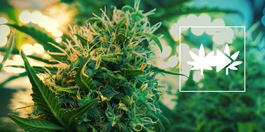 Cannabiskloner Cannabis Clones