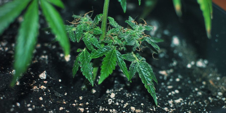 Okonventionell kloning – monster cropping UNCONVENTIONAL CLONING-MONSTER CROPPING
